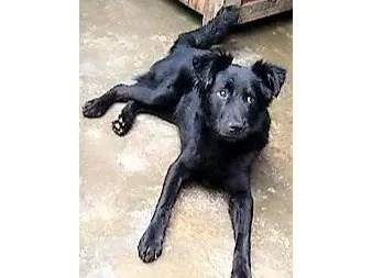 Cachorro ra a SRD-ViraLata idade 1 ano nome Bebeto