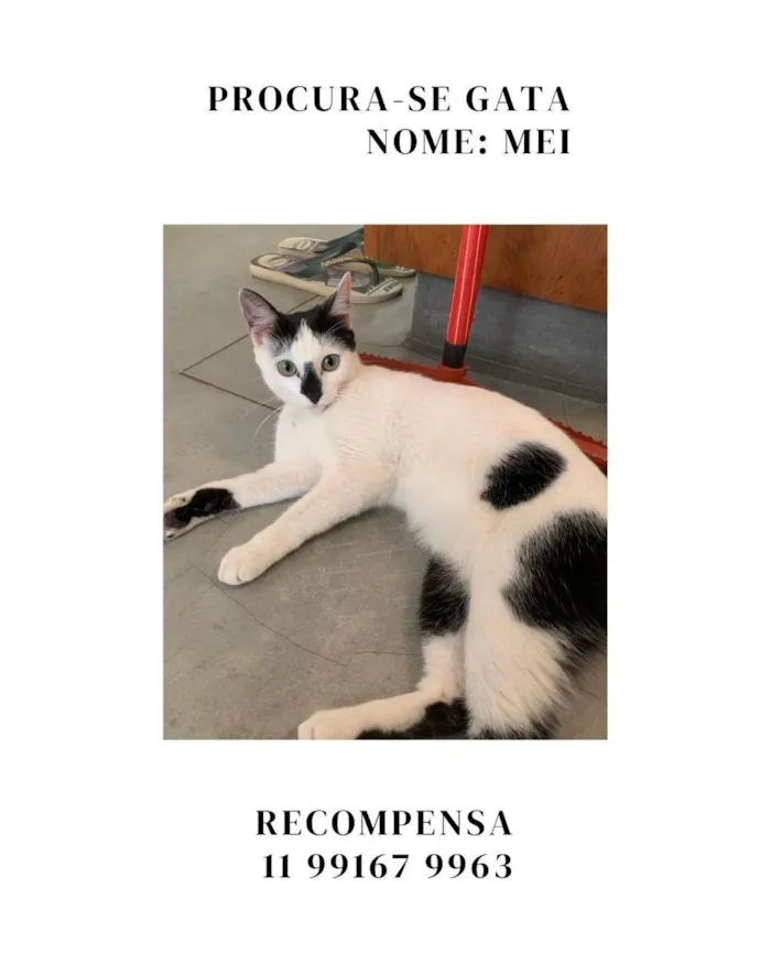 Gato ra a SRD-ViraLata idade 1 ano nome Mei