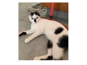 Gato raça SRD-ViraLata idade 1 ano nome Mei