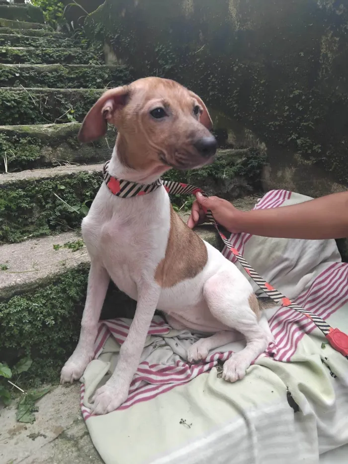 Cachorro ra a SRD-ViraLata idade 2 a 6 meses nome Festinha
