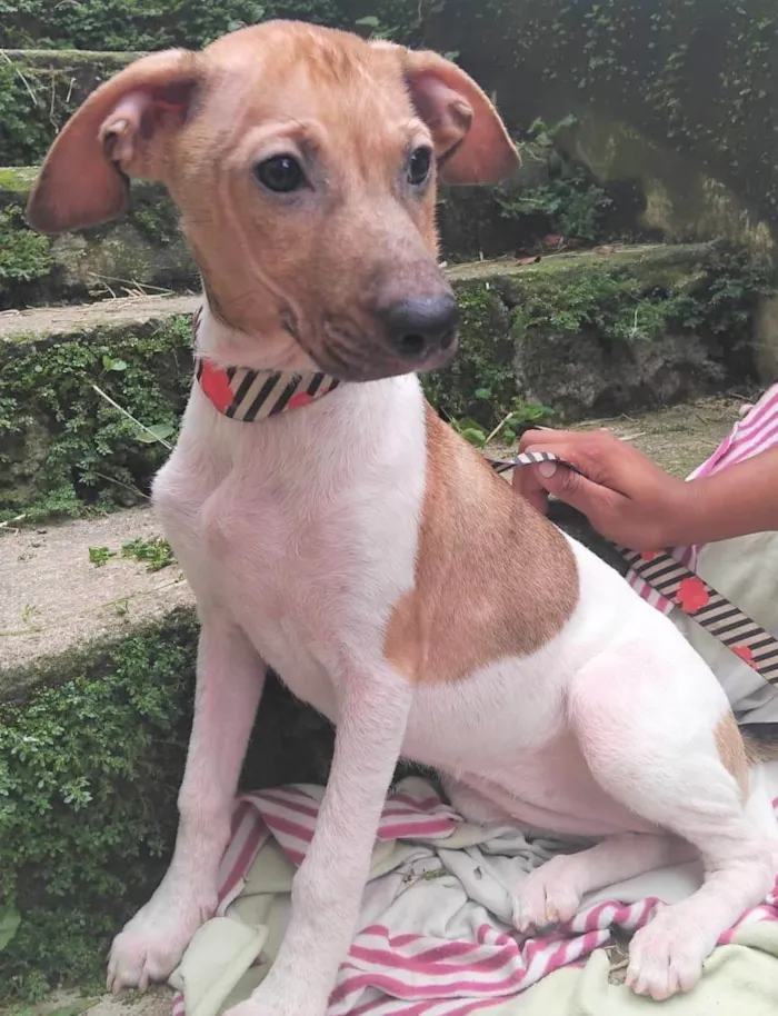 Cachorro ra a SRD-ViraLata idade 2 a 6 meses nome Festinha