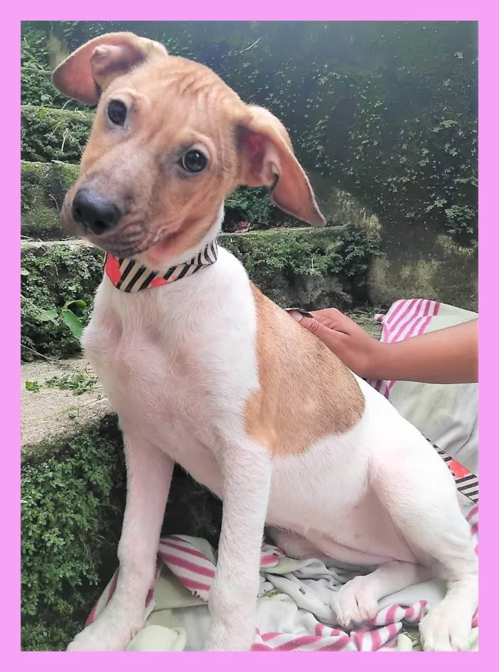 Cachorro ra a SRD-ViraLata idade 2 a 6 meses nome Festinha