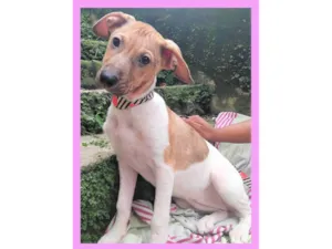 Cachorro raça SRD-ViraLata idade 2 a 6 meses nome Festinha