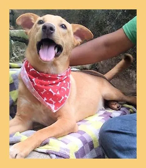 Cachorro ra a SRD-ViraLata idade 1 ano nome Raul