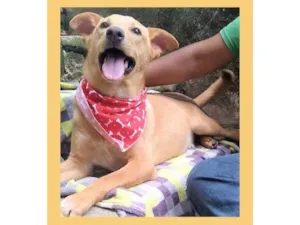 Cachorro raça SRD-ViraLata idade 1 ano nome Raul