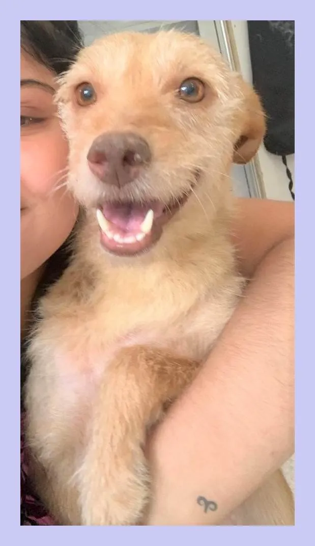 Cachorro ra a SRD-ViraLata idade 2 anos nome Polly
