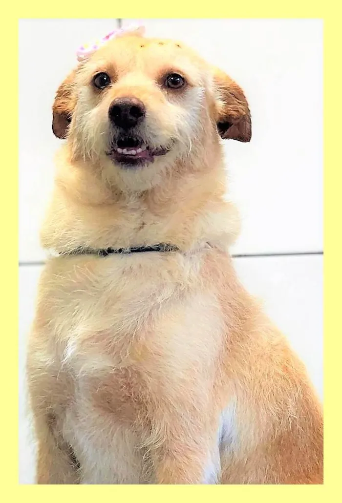 Cachorro ra a SRD-ViraLata idade 2 anos nome Polly