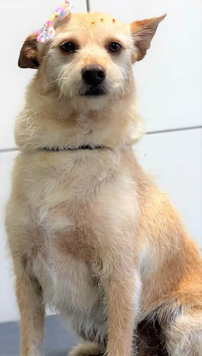 Cachorro ra a SRD-ViraLata idade 2 anos nome Polly