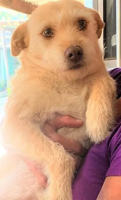 Cachorro ra a SRD-ViraLata idade 2 anos nome Polly