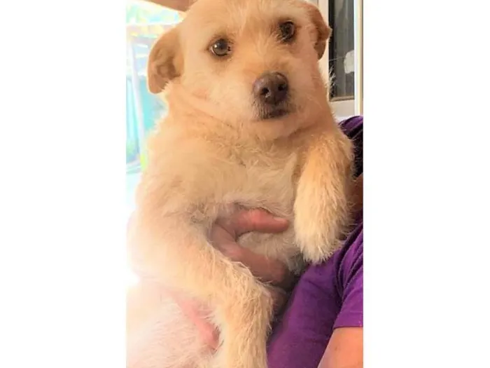 Cachorro ra a SRD-ViraLata idade 2 anos nome Polly