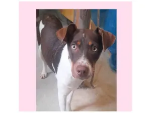 Cachorro raça SRD-ViraLata idade 1 ano nome Melissa