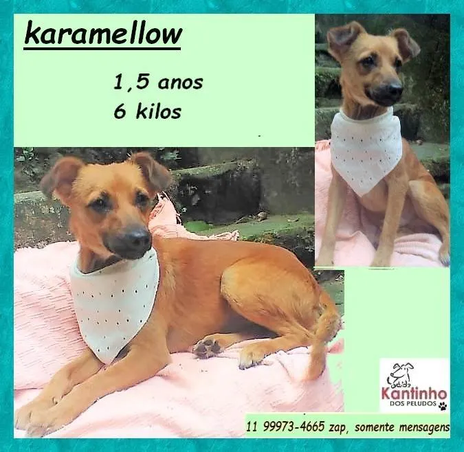 Cachorro ra a SRD-ViraLata idade 1 ano nome Karamellow