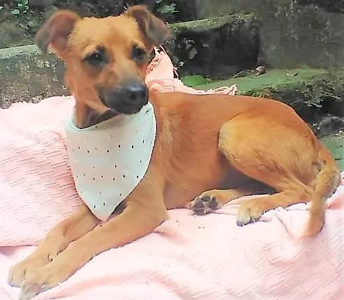 Cachorro ra a SRD-ViraLata idade 1 ano nome Karamellow