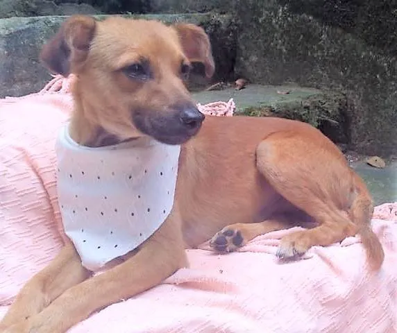 Cachorro ra a SRD-ViraLata idade 1 ano nome Karamellow