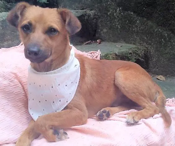 Cachorro ra a SRD-ViraLata idade 1 ano nome Karamellow