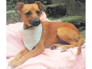 Cachorro raça SRD-ViraLata idade 1 ano nome Karamellow