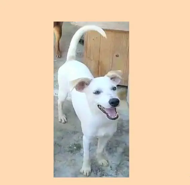 Cachorro ra a SRD-ViraLata idade 1 ano nome Jaime