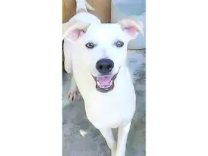 Cachorro raça SRD-ViraLata idade 1 ano nome Jaime