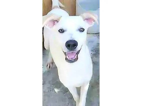 Cachorro ra a SRD-ViraLata idade 1 ano nome Jaime