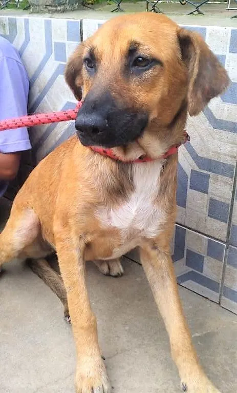 Cachorro ra a SRD-ViraLata idade 2 anos nome Gorete