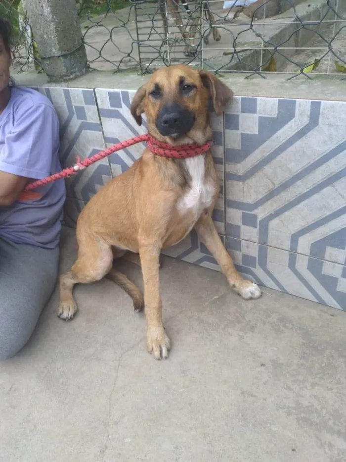 Cachorro ra a SRD-ViraLata idade 2 anos nome Gorete