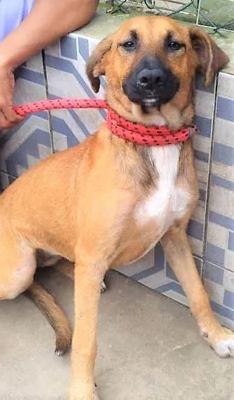 Cachorro ra a SRD-ViraLata idade 2 anos nome Gorete