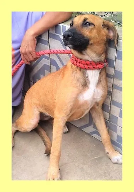 Cachorro ra a SRD-ViraLata idade 2 anos nome Gorete