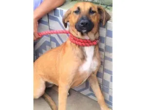 Cachorro raça SRD-ViraLata idade 2 anos nome Gorete