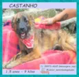 Castanho