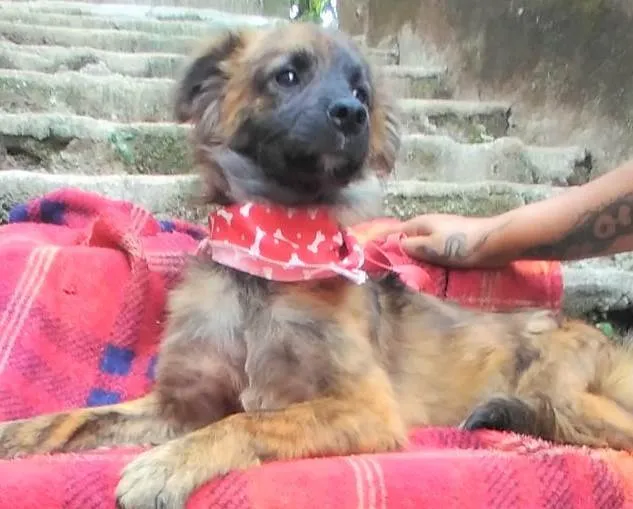 Cachorro ra a SRD-ViraLata idade 1 ano nome Castanho