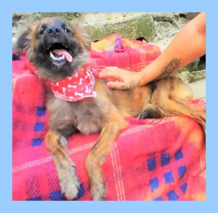 Cachorro ra a SRD-ViraLata idade 1 ano nome Castanho