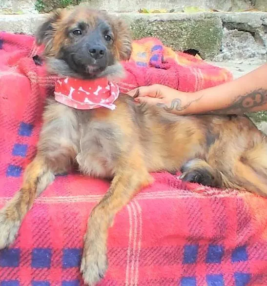 Cachorro ra a SRD-ViraLata idade 1 ano nome Castanho