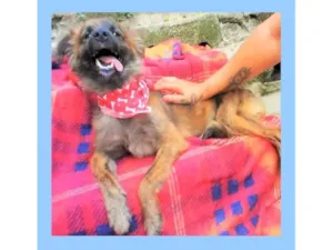 Cachorro raça SRD-ViraLata idade 1 ano nome Castanho