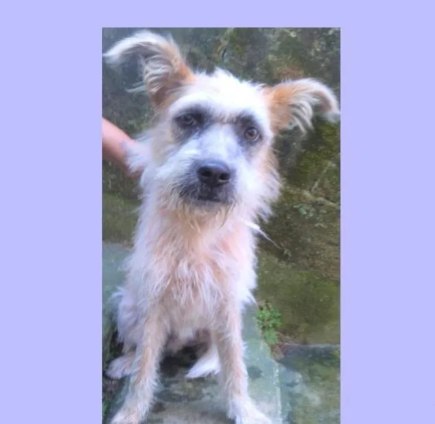 Cachorro ra a SRD-ViraLata idade 1 ano nome Brasinha