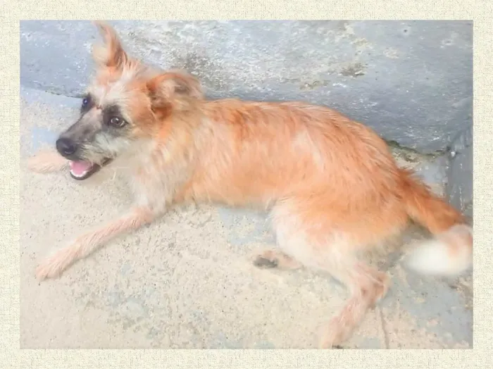 Cachorro ra a SRD-ViraLata idade 1 ano nome Brasinha