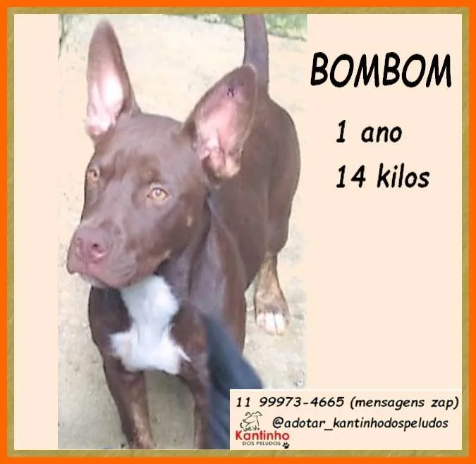 Cachorro ra a SRD-ViraLata idade 1 ano nome Bombom