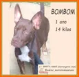 Bombom