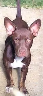 Cachorro ra a SRD-ViraLata idade 1 ano nome Bombom