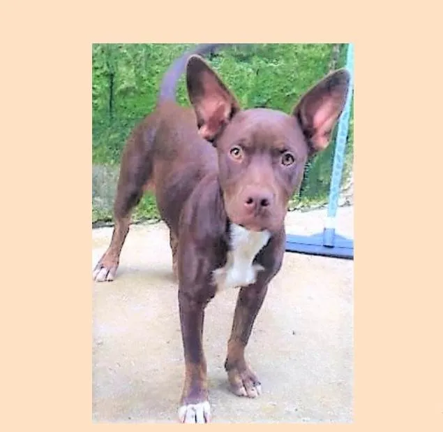 Cachorro ra a SRD-ViraLata idade 1 ano nome Bombom