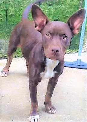 Cachorro ra a SRD-ViraLata idade 1 ano nome Bombom