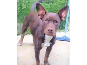 Cachorro raça SRD-ViraLata idade 1 ano nome Bombom