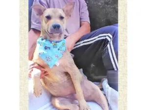 Cachorro raça SRD-ViraLata idade 2 anos nome Bolota 