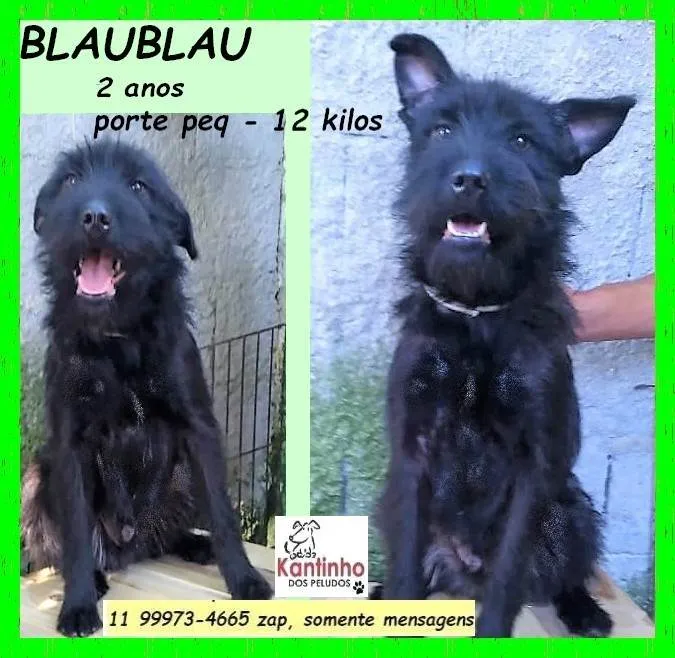 Cachorro ra a SRD-ViraLata idade 2 anos nome BlauBlau