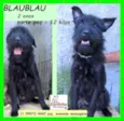 BlauBlau