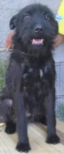 Cachorro ra a SRD-ViraLata idade 2 anos nome BlauBlau