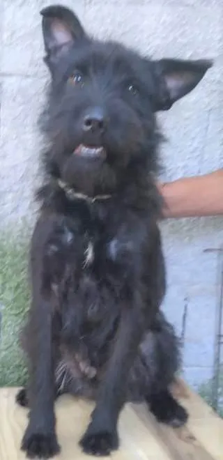 Cachorro ra a SRD-ViraLata idade 2 anos nome BlauBlau