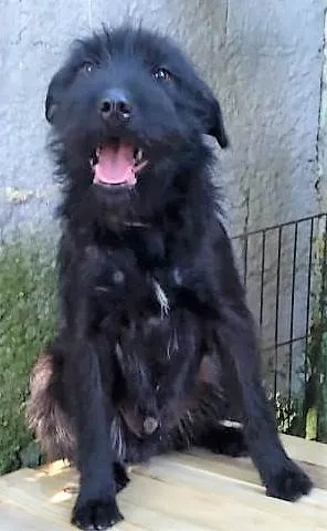 Cachorro ra a SRD-ViraLata idade 2 anos nome BlauBlau