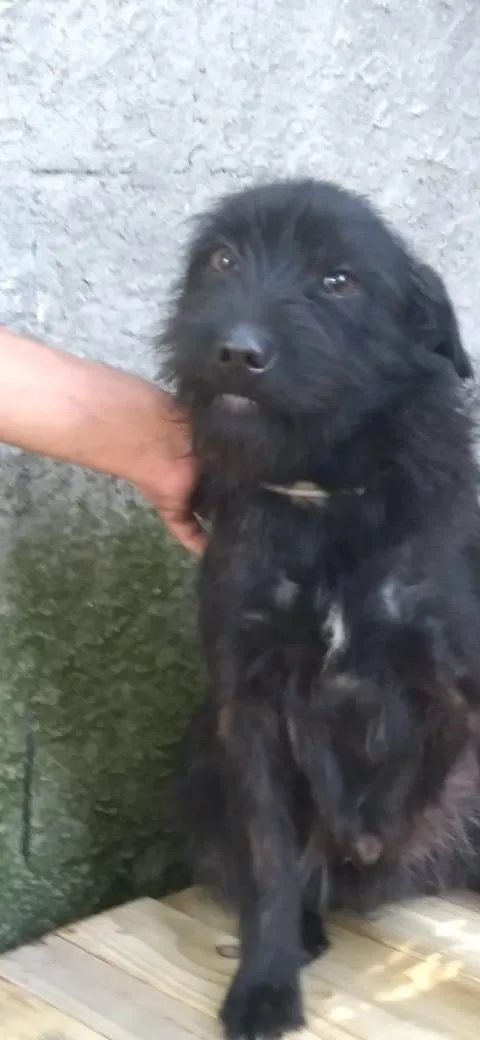 Cachorro ra a SRD-ViraLata idade 2 anos nome BlauBlau
