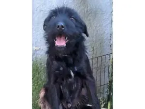 Cachorro raça SRD-ViraLata idade 2 anos nome BlauBlau