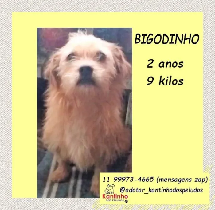 Cachorro ra a SRD-ViraLata idade 2 anos nome Bigodinho 
